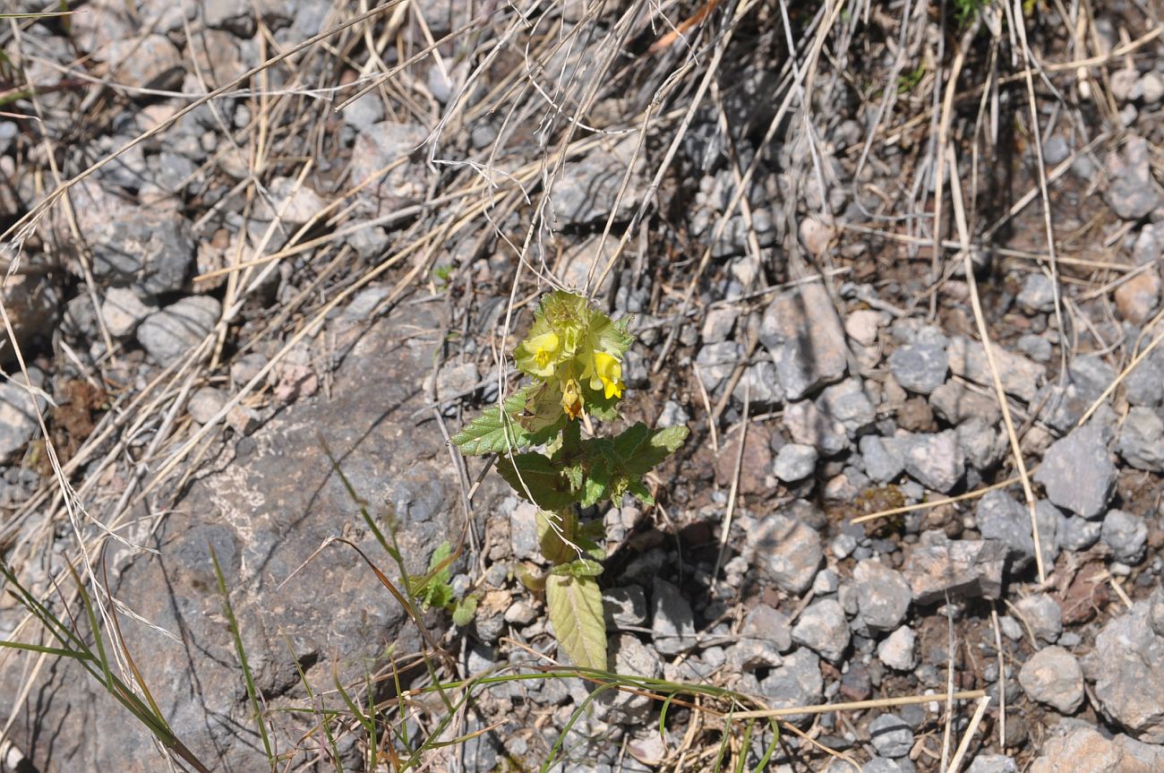 Image of genus Rhinanthus specimen.