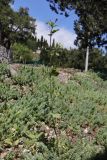 Erodium malacoides. Цветущее и плодоносящее растение. Крым, Южный берег, пос. Симеиз. 23.05.2026.