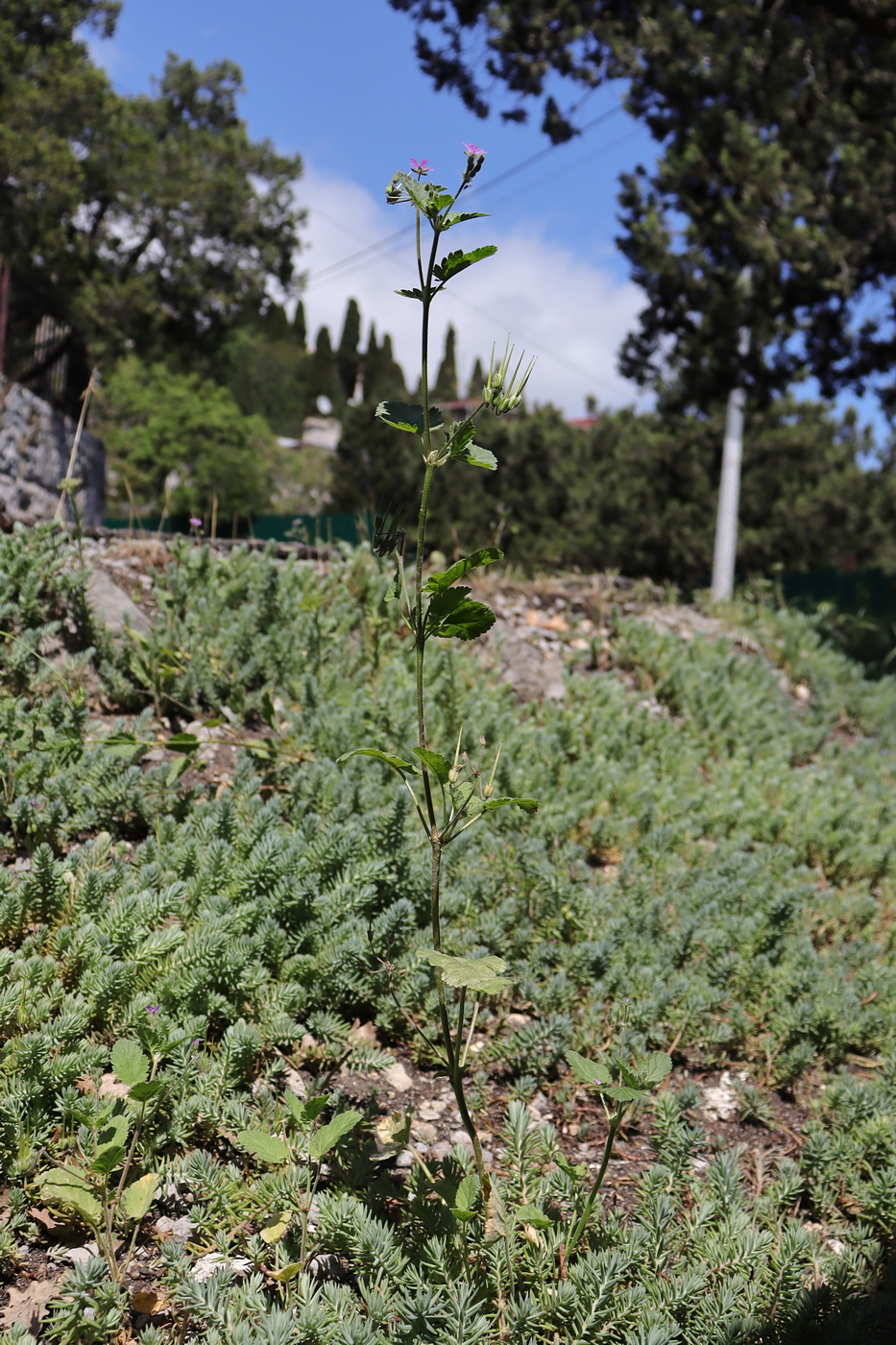 Image of Erodium malacoides specimen.