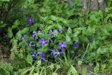 genus Vinca. Цветущее растение в сообществе с плодоносящими Muscari. Санкт-Петербург, Кировский р-н, палисадник у жилого дома, в культуре. 19.05.2026.