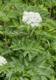 Heracleum dissectum var. voroschilovii