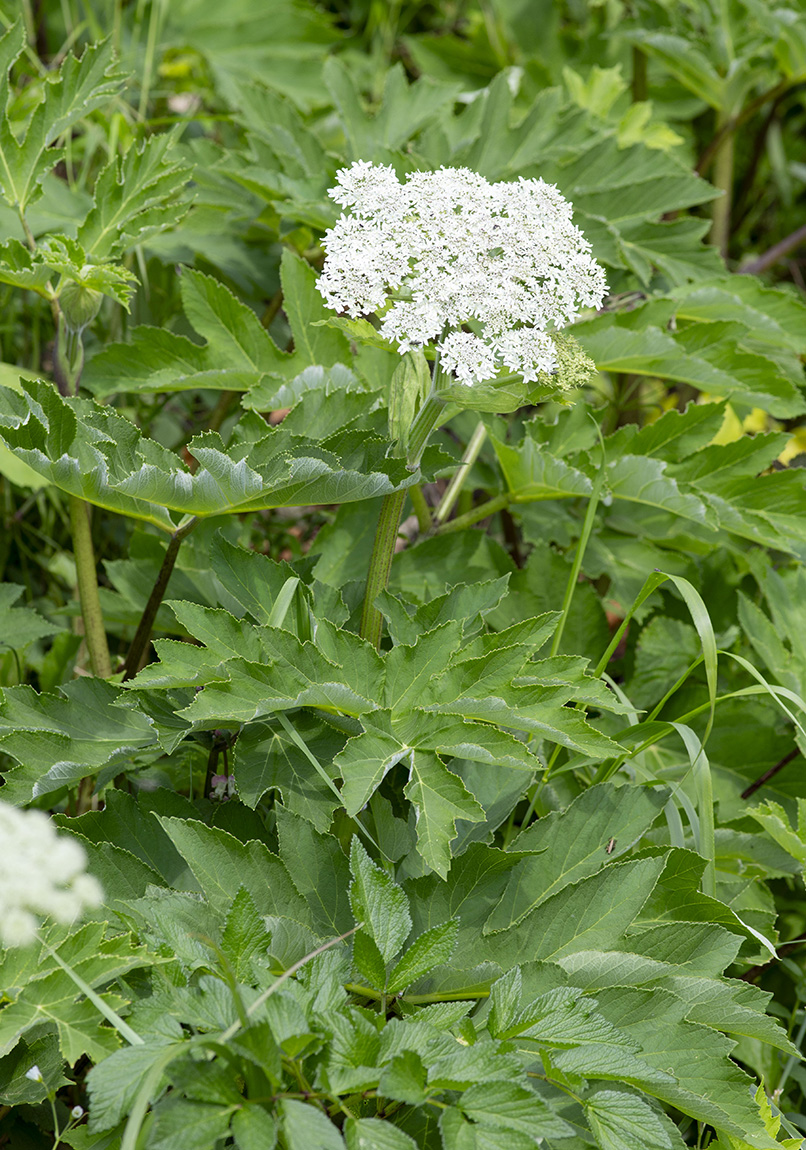 Image of Heracleum dissectum var. voroschilovii specimen.