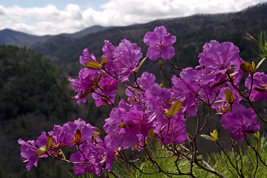 Image of Rhododendron mucronulatum specimen.