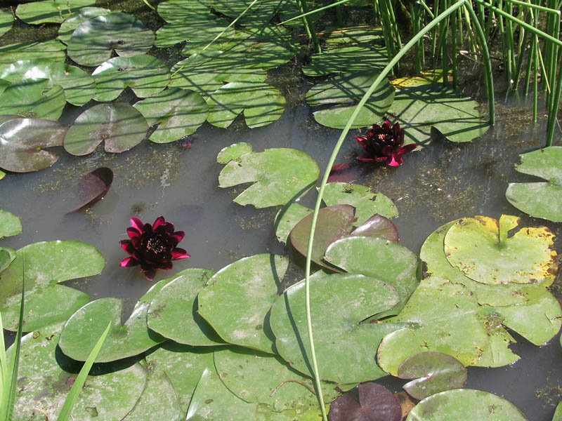 Image of Nymphaea odorata specimen.