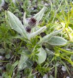 Tephroseris phaeantha. Бутонизирующее растение среди Anemonastrum sibiricum, Dryas ajanensis, Carex. Хабаровский край, р-н имени Лазо, массив горы Ко, гора Столовая, вершина, выс. ≈ 1920 м н.у.м., горная тундра. 22.06.2026.