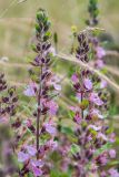 Teucrium chamaedrys