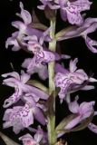Dactylorhiza urvilleana. Часть соцветия. Краснодарский край, г/о Новороссийск, Раевский с/о, окр. станицы Раевская, 56 м выс., н. у. м., ясенево-кленово-грабовый лес в пойме притока р. Маскага. 23.05.2025.