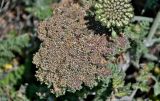 род Daucus. Соплодие. Португалия, округ Бежа, окр. г. Карвальял, сухой склон. 06.06.2026.