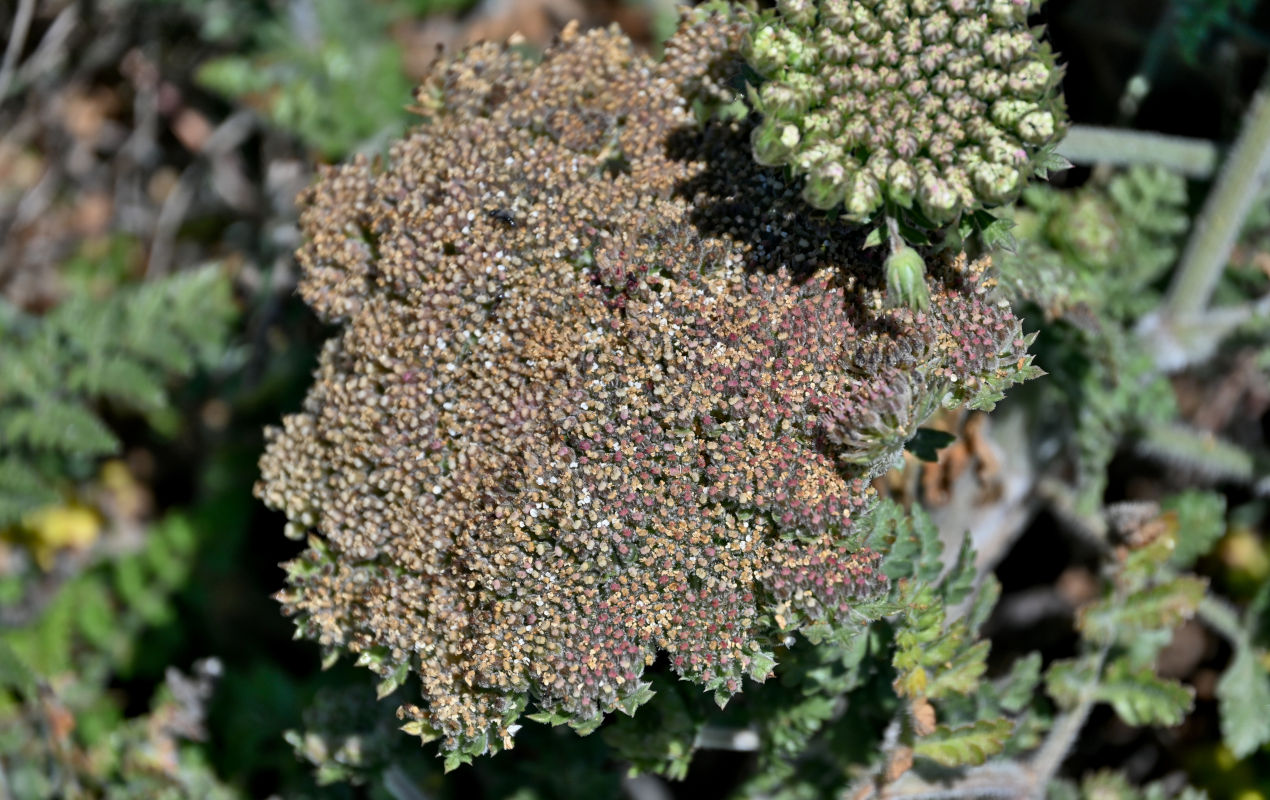 Изображение особи род Daucus.