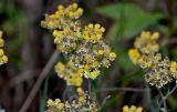 Смотреть изображение Helichrysum arenarium