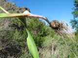 Allium robustum. Прикорневая и подземная части растения. Казахстан, сев.-вост. макросклон Джунгарского Алатау, горы Кайкан, ущ. Таскора, основание склона южной экспозиции у опушки осиновой рощицы. 6 мая 2026 г.