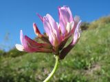 род Astragalus. Соцветие. Казахстан, юго-зап. часть Джунгарского Алатау, вершина пер. Алтын-Эмель, лугово-степной пояс. 25 апреля 2026 г.