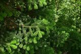 Picea orientalis