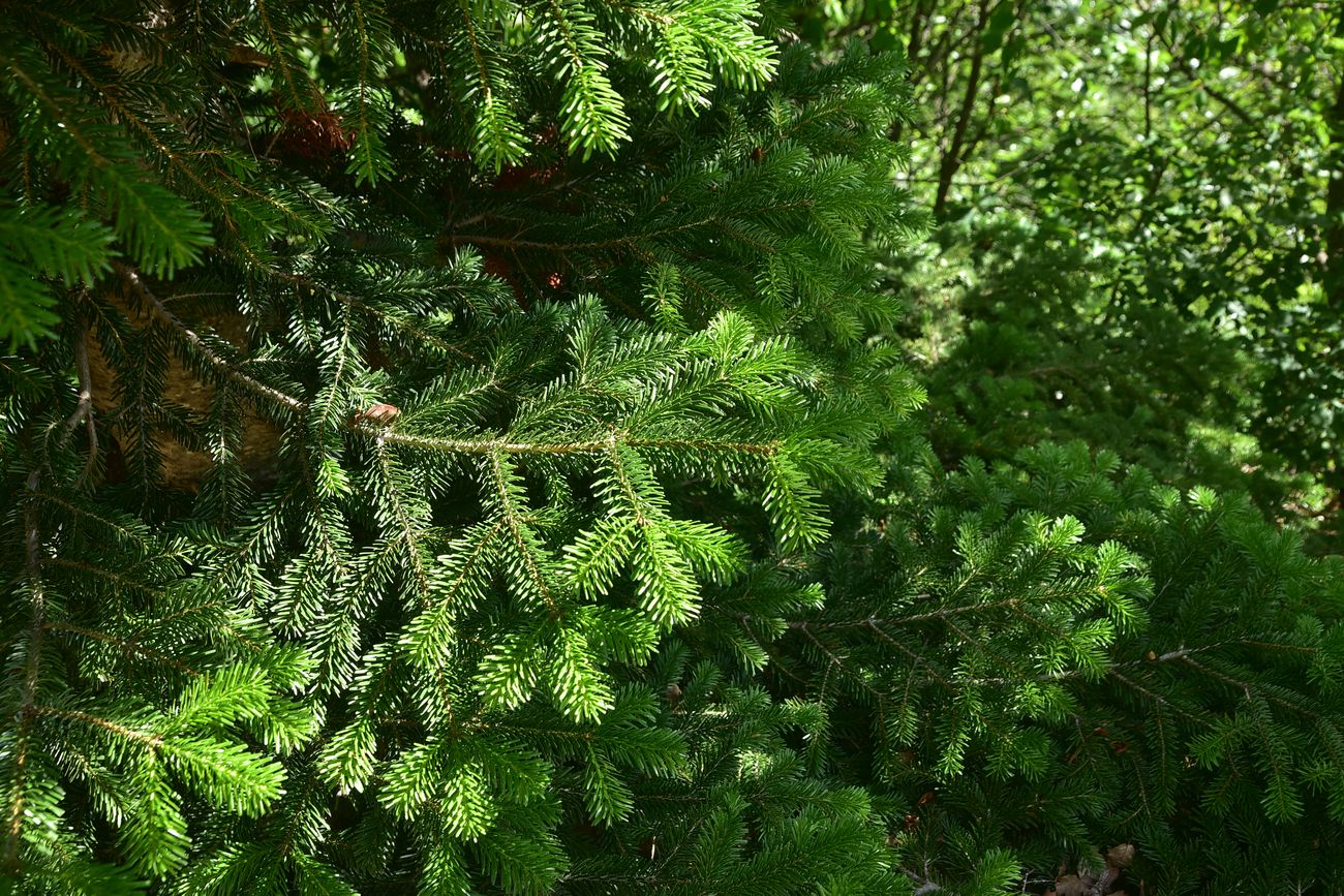 Image of Picea orientalis specimen.