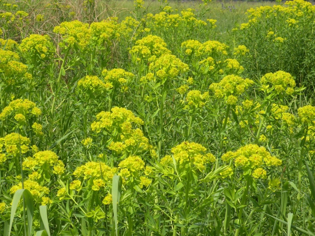 Изображение особи Euphorbia palustris.