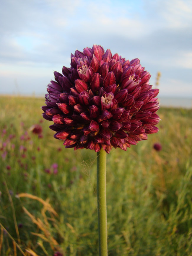 Изображение особи Allium rotundum.