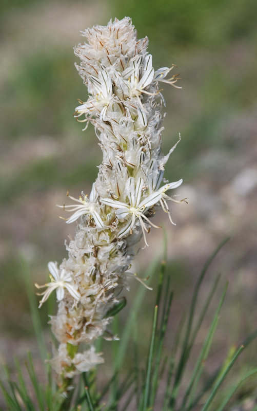 Изображение особи Asphodeline taurica.