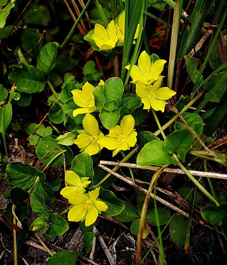 Image of Lysimachia nummularia specimen.
