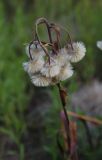 Erigeron acris. Соплодия. Москва, Кузьминский парк, под ЛЭП. 25.06.2011.