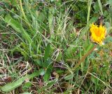 Taraxacum nivale