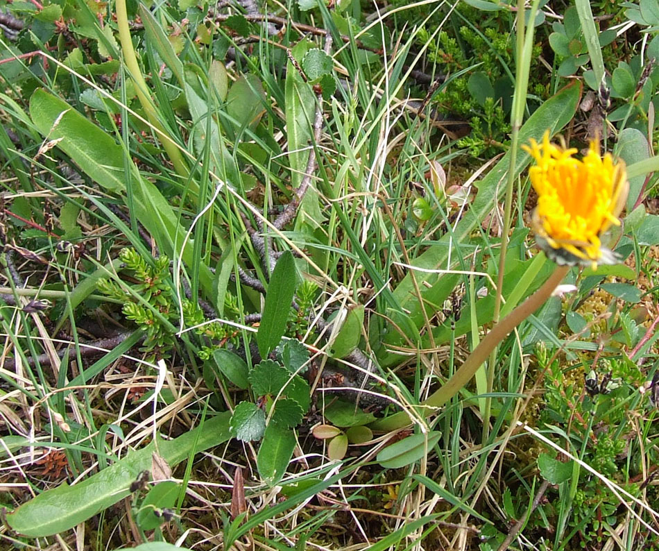 Image of Taraxacum nivale specimen.