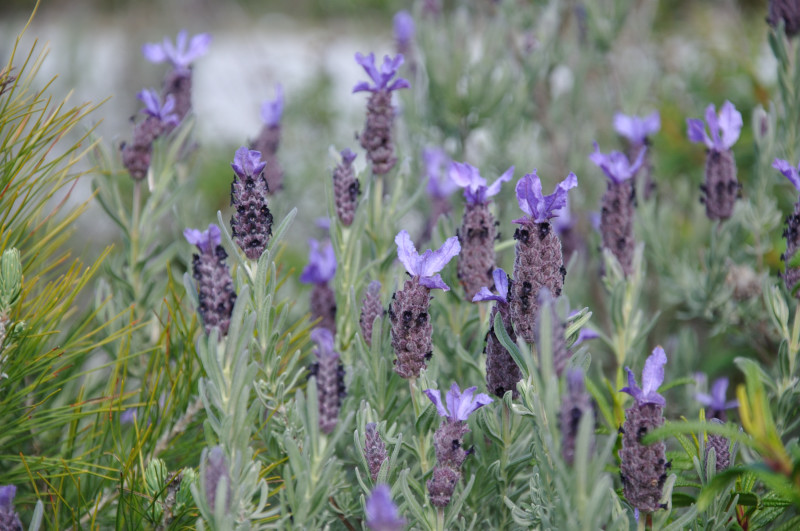 Изображение особи Lavandula stoechas.