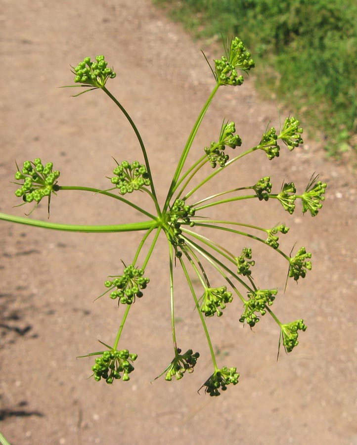 Image of Peucedanum tauricum specimen.