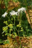 Heracleum apiifolium. Верхушка растения с соцветиями. Республика Карачаево-Черкесия, Домбай, верховья долины р. Алибек, березняк на горном склоне. 1970 м н.у.м. 09.07.2011.