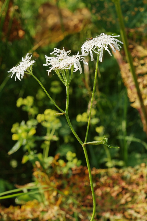 Image of Heracleum apiifolium specimen.