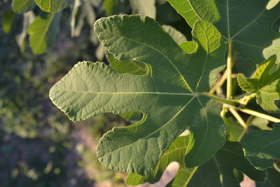 Image of Ficus carica specimen.