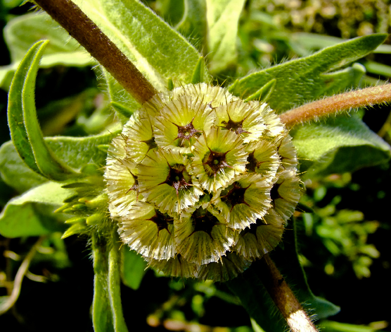 Image of Lomelosia prolifera specimen.
