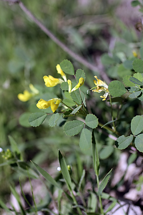 Изображение особи Medicago orbicularis.