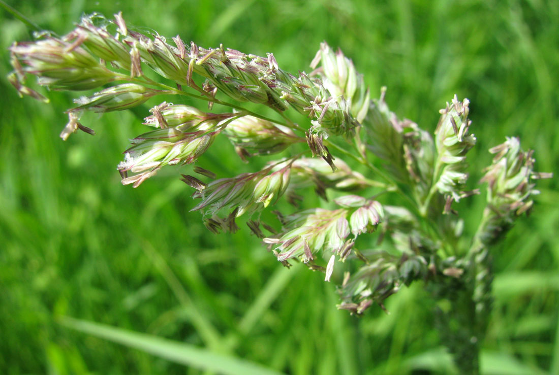 Изображение особи Phalaroides arundinacea.