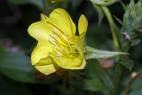 Oenothera biennis