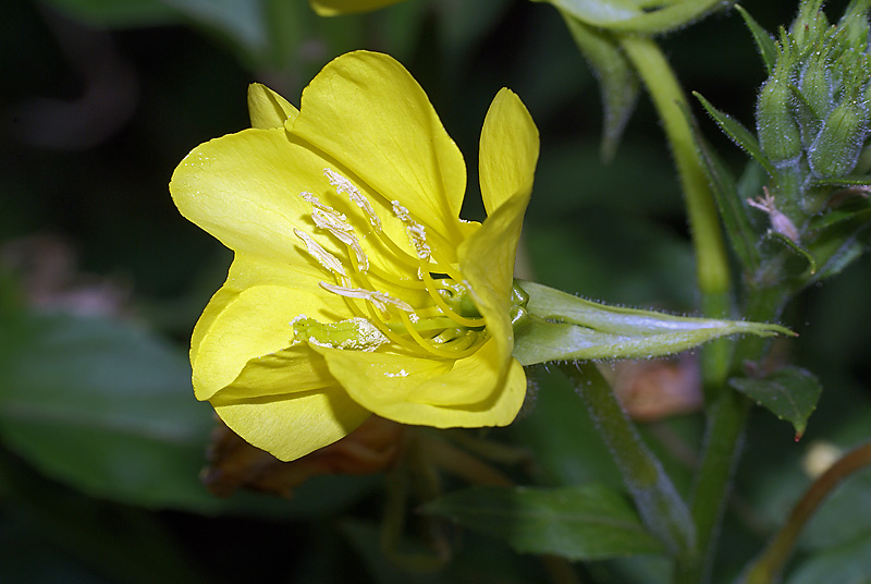 Изображение особи Oenothera biennis.