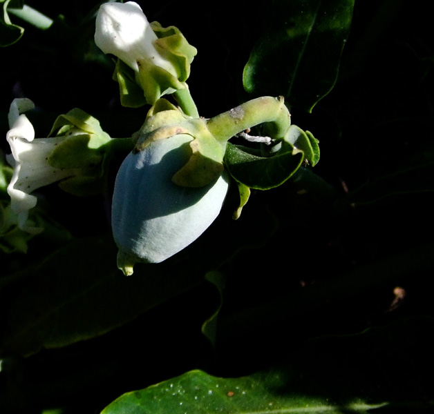 Image of Araujia sericifera specimen.