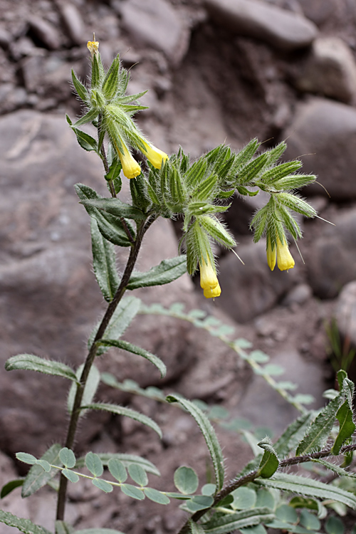Image of Onosma irritans specimen.