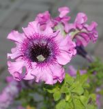 Petunia × atkinsiana. Цветок. Восточно-Казахстанская область, г. Усть-Каменогорск, в культуре. 17.08.2011.