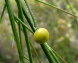 Crambe orientalis