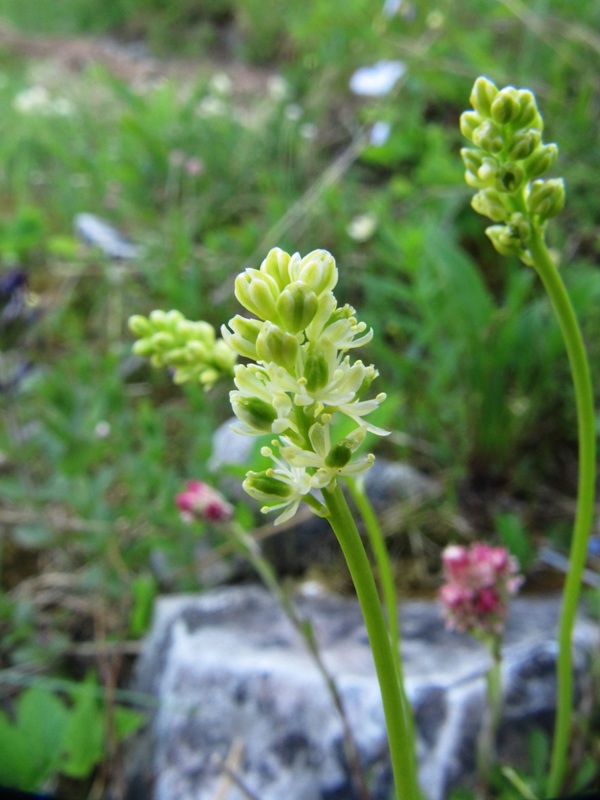 Image of Tofieldia pusilla specimen.