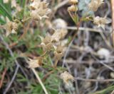 Chamaerhodos grandiflora