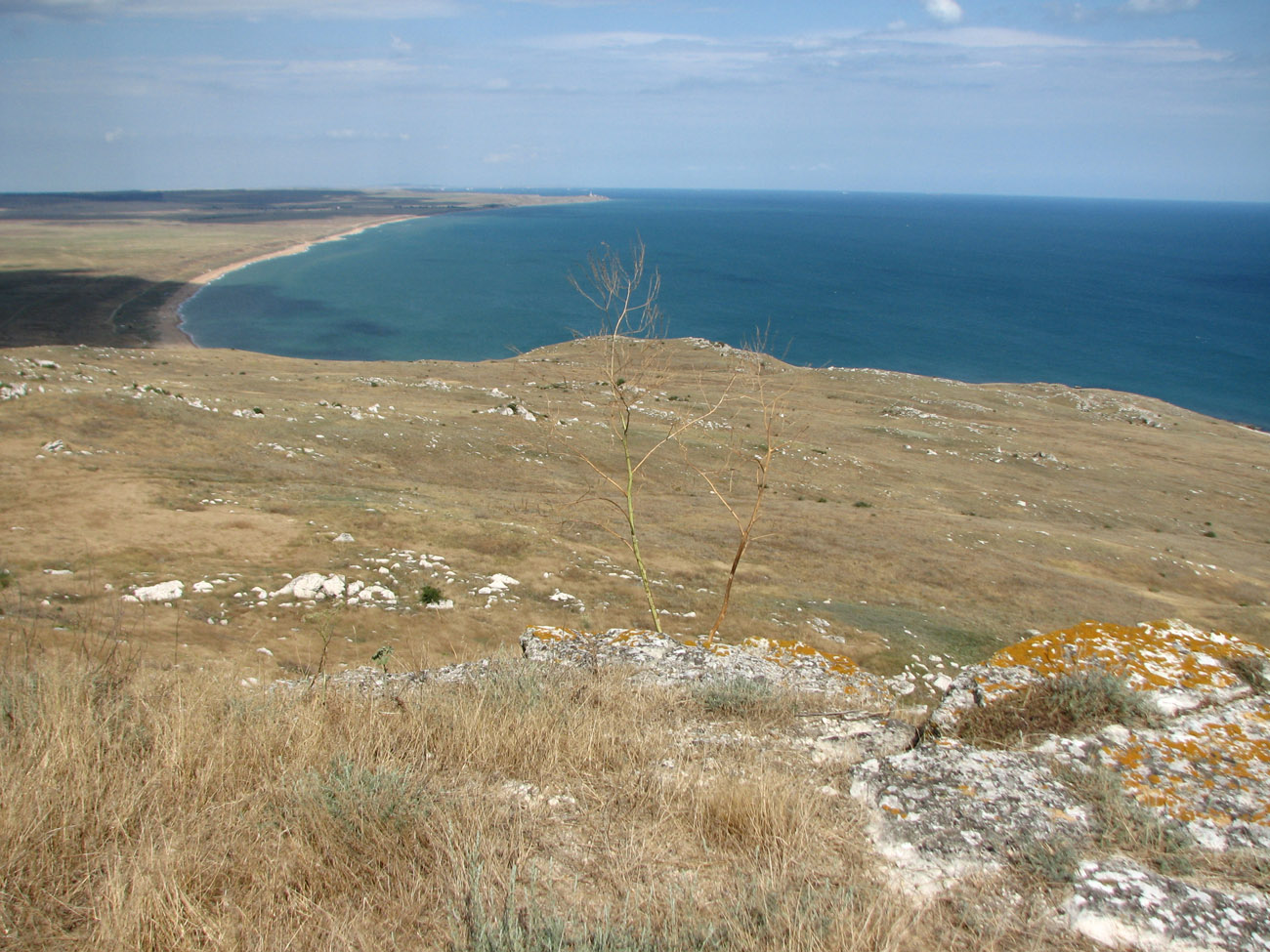 Image of Crambe koktebelica specimen.