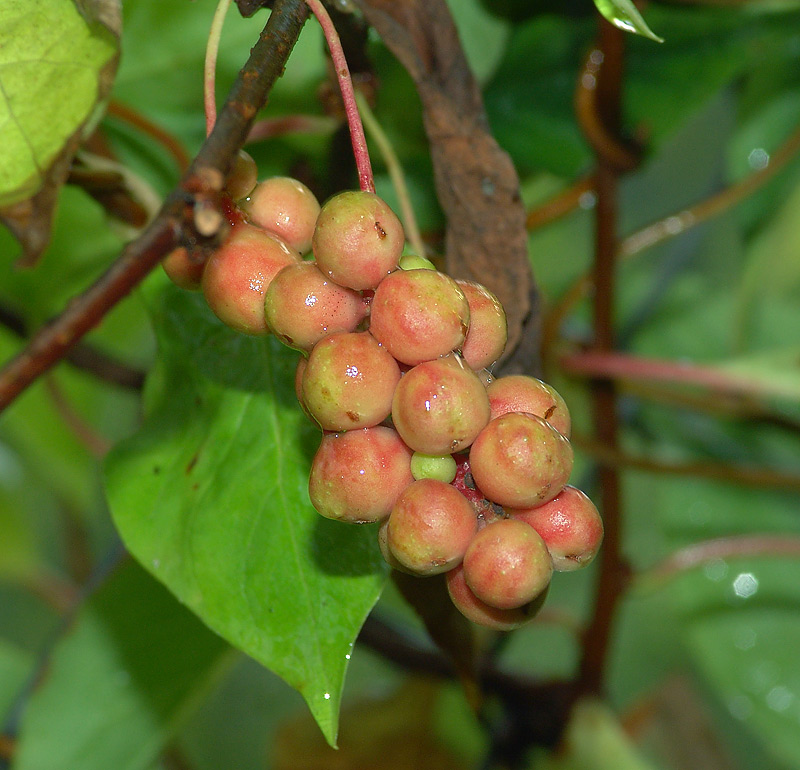 Изображение особи Schisandra chinensis.