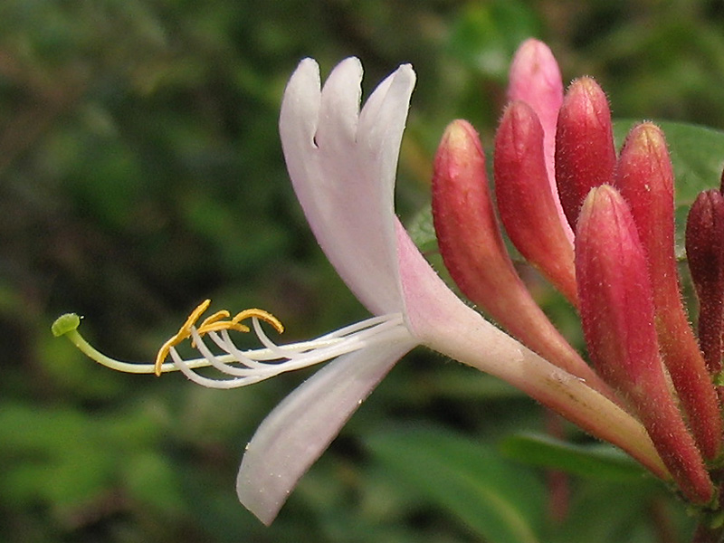 Image of Lonicera periclymenum specimen.