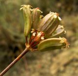 Bunium longipes. Соплодие. Копетдаг, Чули. Май 2011 г.