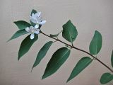 Lonicera tatarica