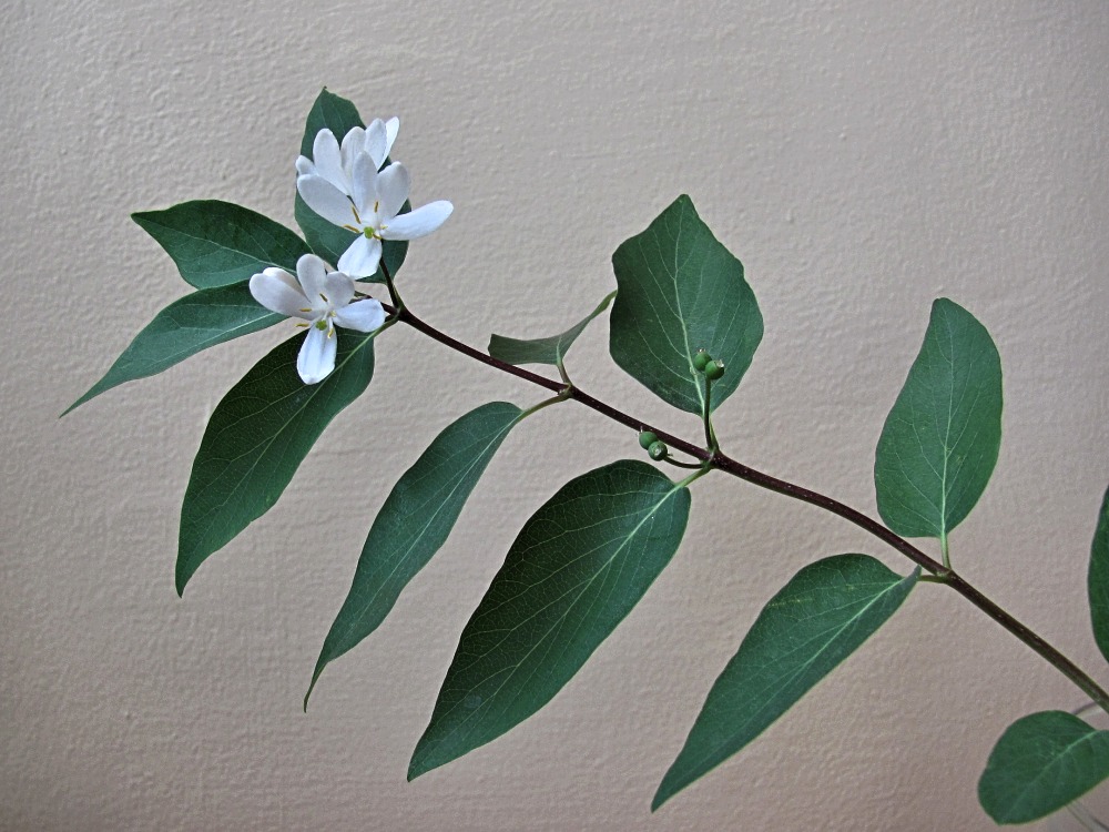 Image of Lonicera tatarica specimen.