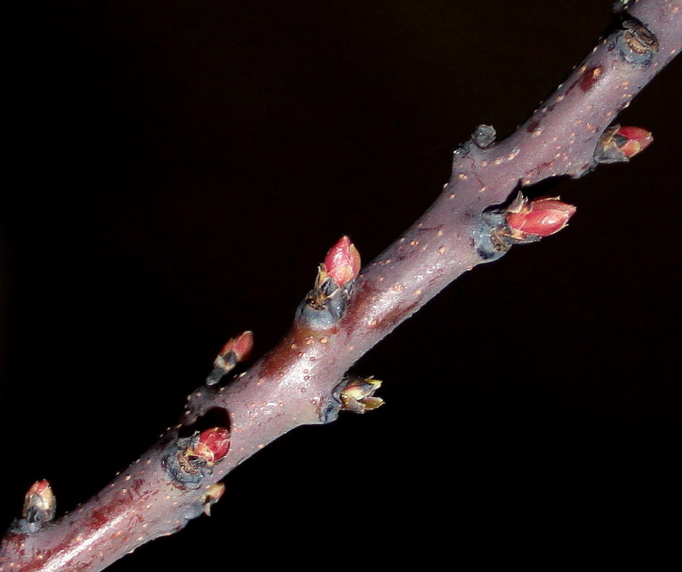 Image of Cotinus coggygria specimen.