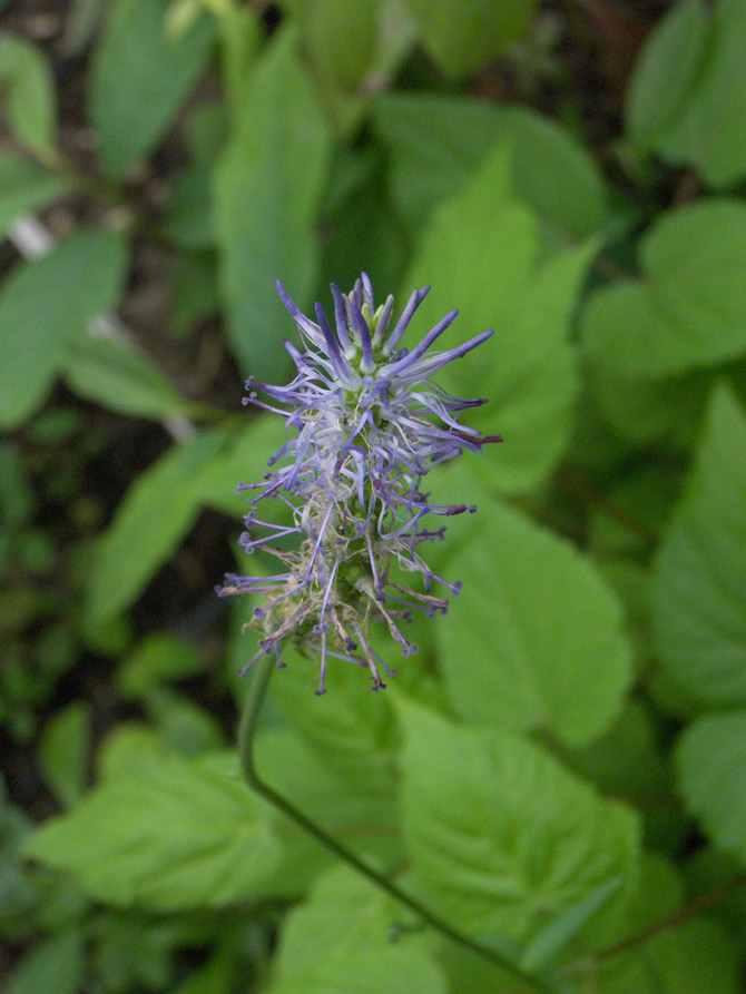 Изображение особи Phyteuma spicatum ssp. coeruleum.
