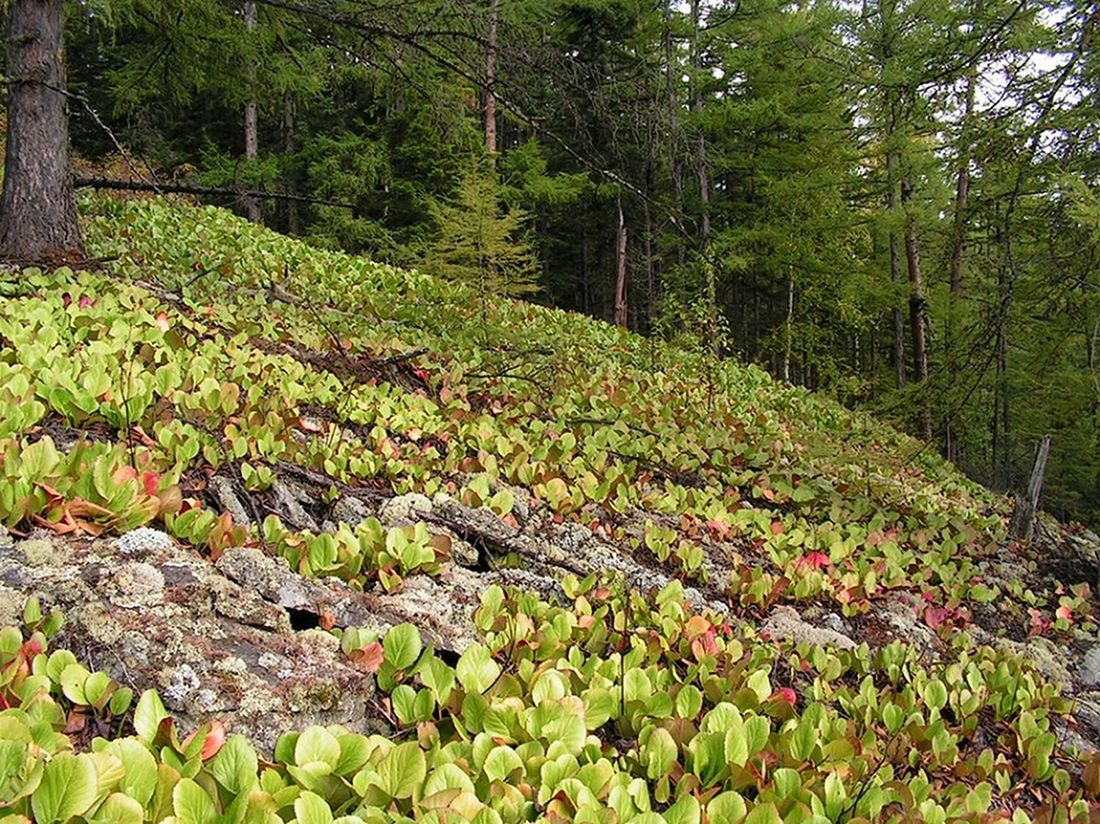 Image of Bergenia pacifica specimen.